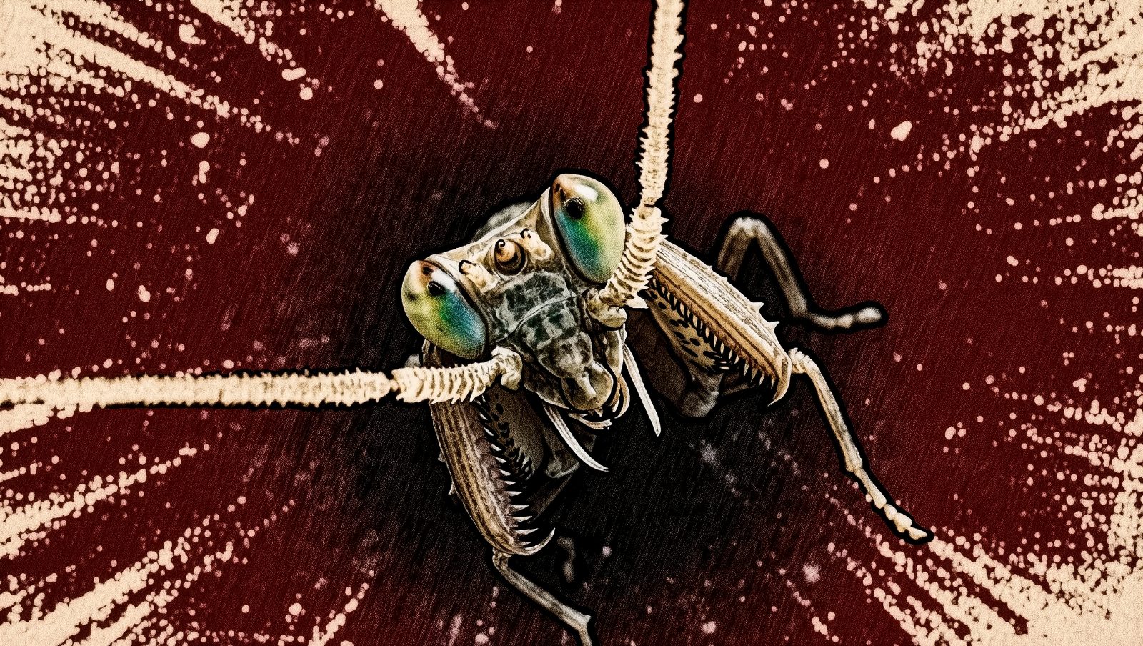 Ilustración estilo grunge retro de un camarón mantis con ojos de colores y apéndices raptoriales listos para golpear